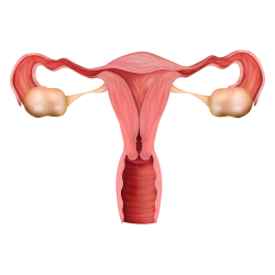 Gynaecology Fallopian Tube Blockage